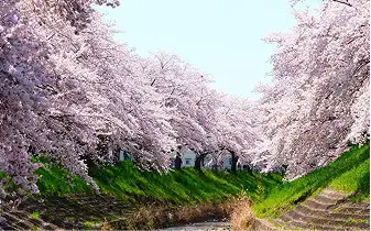 Nara sample photo 1