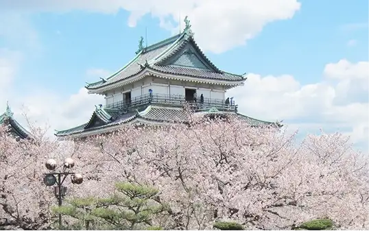 Wakayama Sakura Private Tour