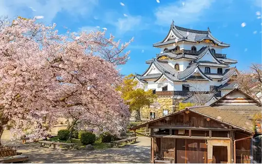 Kyoto Lake Biwa Sakura Private Tour