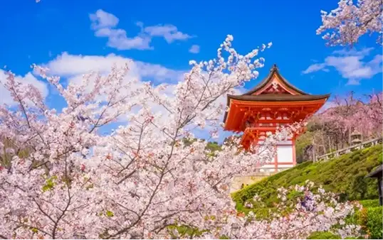 Kyoto Sakura Private Tour