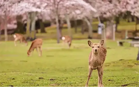 Nara Sakura Private Tour