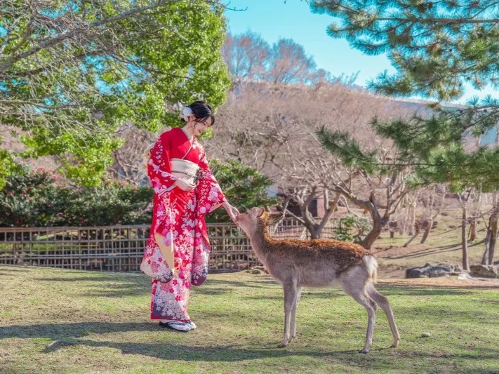 Nara tour by hire car